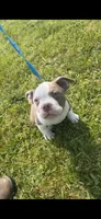 Tank, a male American Bully for sale in Keota, OK – 1 of 5