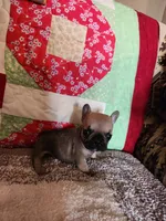Charm, a female French Bulldog for sale in Keota, OK – 7 of 7
