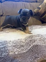 Jon , a male French Bulldog for sale in Keota, OK – 2 of 3