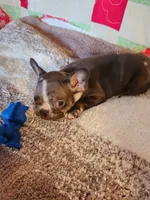 Jazzie , a female French Bulldog for sale in Keota, OK – 4 of 4