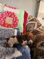 Turbo , a male Dachshund for sale in Keota, OK – 3 of 10