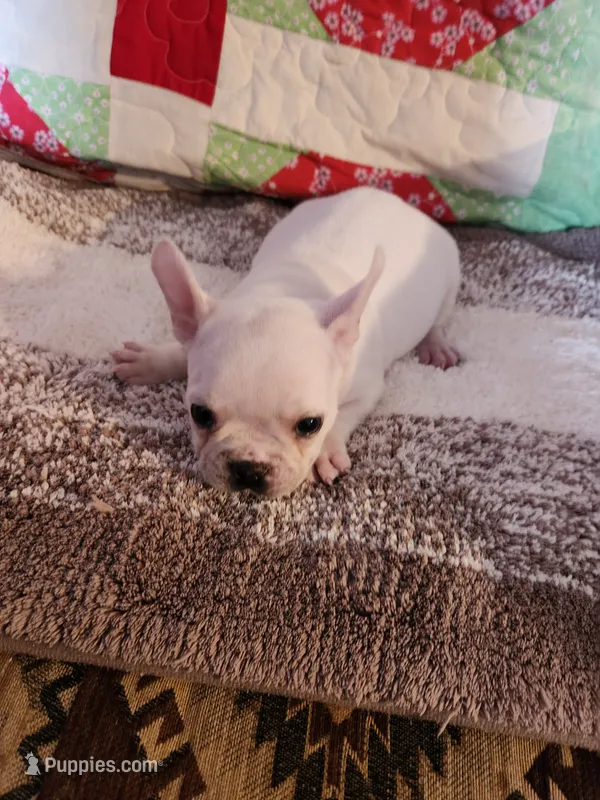 Breezie  – French Bulldog puppy for sale in Keota, OK