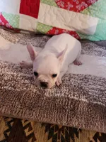 Breezie , a female French Bulldog for sale in Keota, OK – 1 of 6