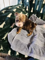 Turbo, a male English Bulldog for sale in Keota, OK – Photo 5 of 5