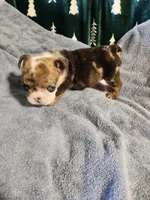 Turbo, a male English Bulldog for sale in Keota, OK – Photo 2 of 5