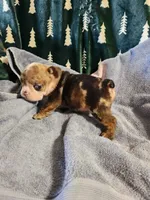 Turbo, a male English Bulldog for sale in Keota, OK – Photo 1 of 5