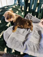 Turbo, a male English Bulldog for sale in Keota, OK – Photo 3 of 5