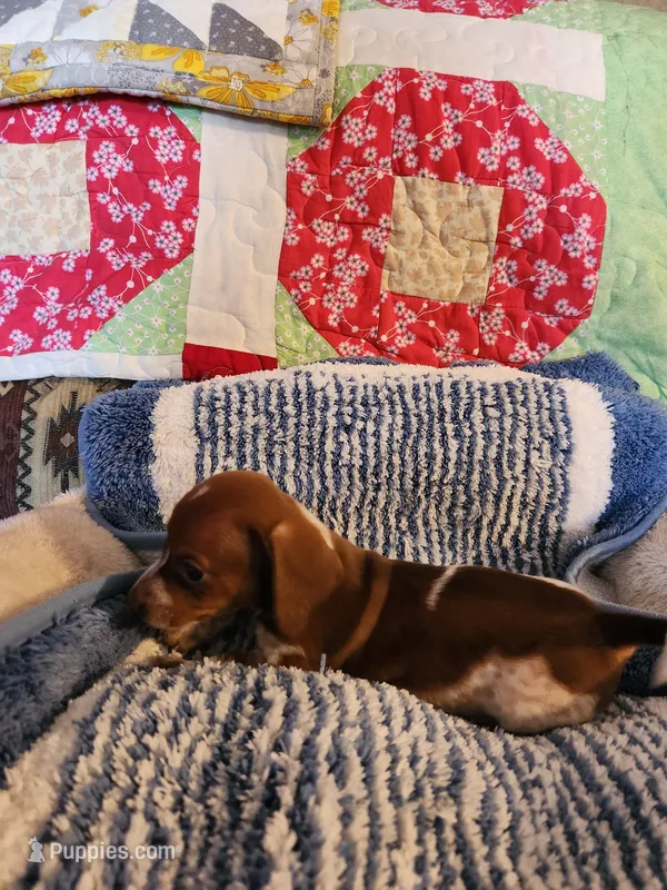 Turbo  – Dachshund puppy for sale in Keota, OK