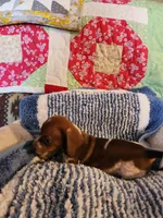 Turbo , a male Dachshund for sale in Keota, OK – 1 of 10