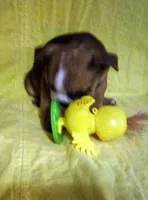 Rose, a female English Bulldog for sale in Keota, OK – Photo 5 of 5