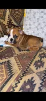 Rose, a female English Bulldog for sale in Keota, OK – Photo 2 of 5