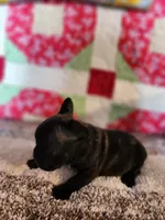 Derby, a male French Bulldog for sale in Keota, OK – 7 of 7