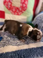 Turbo , a male French Bulldog for sale in Keota, OK – 4 of 7