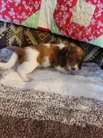 Ember, a female Miniature Dachshund for sale in Keota, OK – 6 of 7