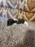 Gidget, a female Dachshund for sale in Keota, OK – 6 of 8