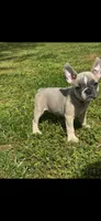 Flower, a female French Bulldog for sale in Keota, OK – Photo 3 of 3