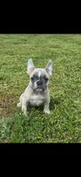 Flower, a female French Bulldog for sale in Keota, OK – Photo 2 of 3