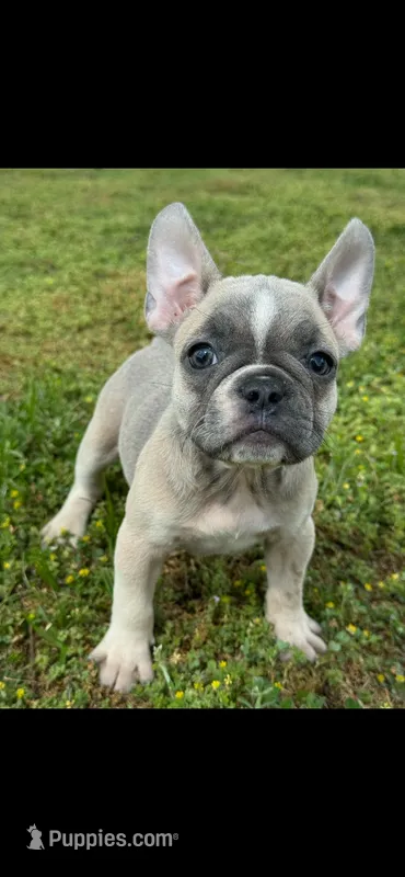 Flower – French Bulldog puppy for sale in Keota, OK