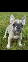 Flower, a female French Bulldog for sale in Keota, OK – Photo 1 of 3