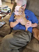 Charm, a female English Bulldog for sale in Keota, OK – Photo 5 of 9