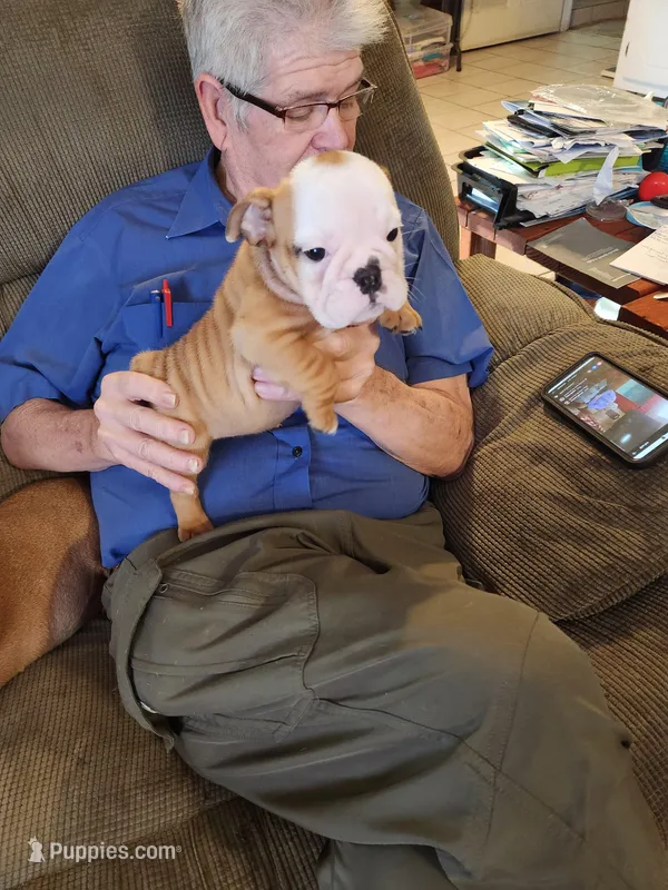 Charm – English Bulldog puppy for sale in Keota, OK