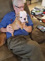 Charm, a female English Bulldog for sale in Keota, OK – Photo 1 of 9