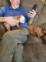 Charm, a female English Bulldog for sale in Keota, OK – Photo 6 of 9