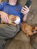 Charm, a female English Bulldog for sale in Keota, OK – Photo 7 of 9