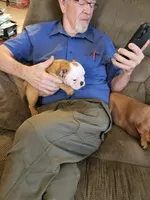 Charm, a female English Bulldog for sale in Keota, OK – Photo 8 of 9