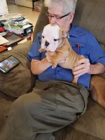 Charm, a female English Bulldog for sale in Keota, OK – Photo 2 of 9