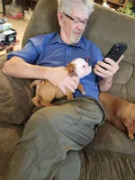 Charm, a female English Bulldog for sale in Keota, OK – Photo 3 of 9