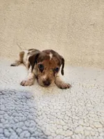 Cookie, a female Dachshund for sale in Keota, OK – 3 of 3