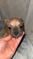 Cliff , a male French Bulldog for sale in Keota, OK – 2 of 2