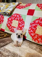 Ivory Rose, a female French Bulldog for sale in Keota, OK – 6 of 8
