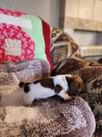 Buttons and bows, a female Dachshund for sale in Keota, OK – 5 of 10