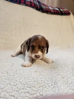 Olympia, a female Dachshund for sale in Keota, OK – 2 of 2