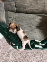 Dutton, a male Dachshund for sale in Keota, OK – Photo 5 of 6