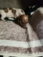 Dutton, a male Dachshund for sale in Keota, OK – Photo 2 of 6