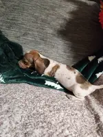 Dutton, a male Dachshund for sale in Keota, OK – Photo 6 of 6