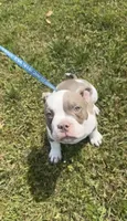 Spike, a male American Bully for sale in Keota, OK – 2 of 6