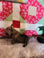 Charm, a female French Bulldog for sale in Keota, OK – 3 of 7