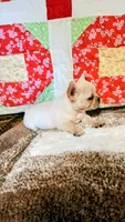 Ivory Rose, a female French Bulldog for sale in Keota, OK – 2 of 8