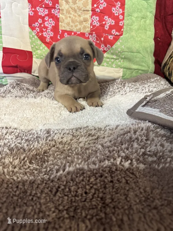 Greyworm – French Bulldog puppy for sale in Keota, OK