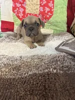 Greyworm, a male French Bulldog for sale in Keota, OK – 1 of 4