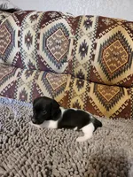 Gidget, a female Dachshund for sale in Keota, OK – 7 of 8