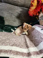 SPARKY, a male Dachshund for sale in Keota, OK – Photo 3 of 5