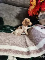 SPARKY, a male Dachshund for sale in Keota, OK – Photo 4 of 5