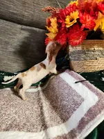 SPARKY, a male Dachshund for sale in Keota, OK – Photo 5 of 5