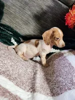 SPARKY, a male Dachshund for sale in Keota, OK – Photo 1 of 5