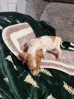 SPARKY, a male Dachshund for sale in Keota, OK – Photo 2 of 5